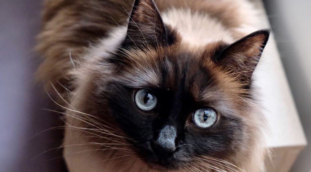 Ragdollkatze schaut in die Kamera mit großen Augen