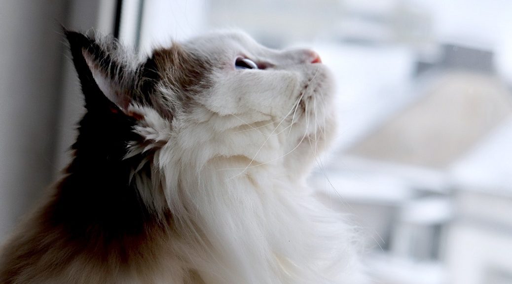 Ragdoll Katze schaut aus dem Fenster