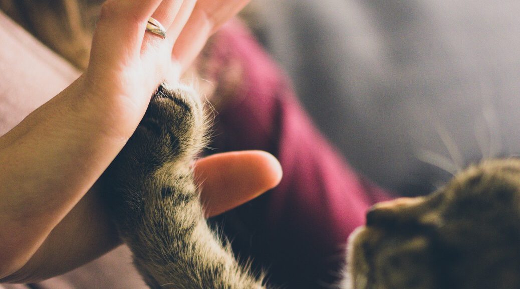 Katzenpfote und Menschenhand: High-Five.