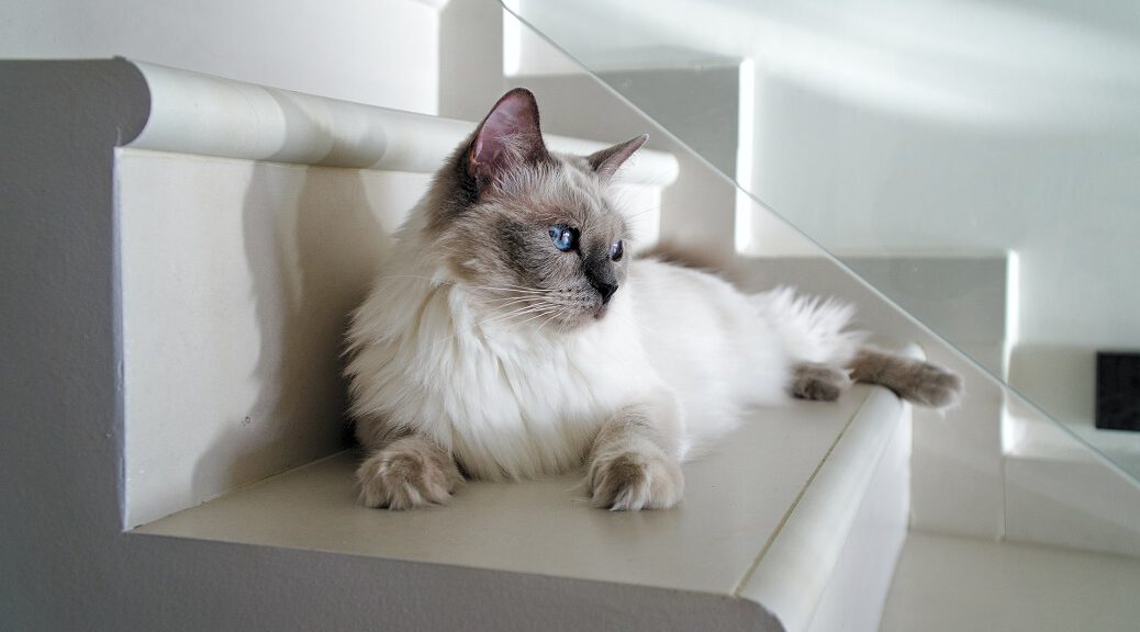 Ragdoll Katze liegt auf der Treppe