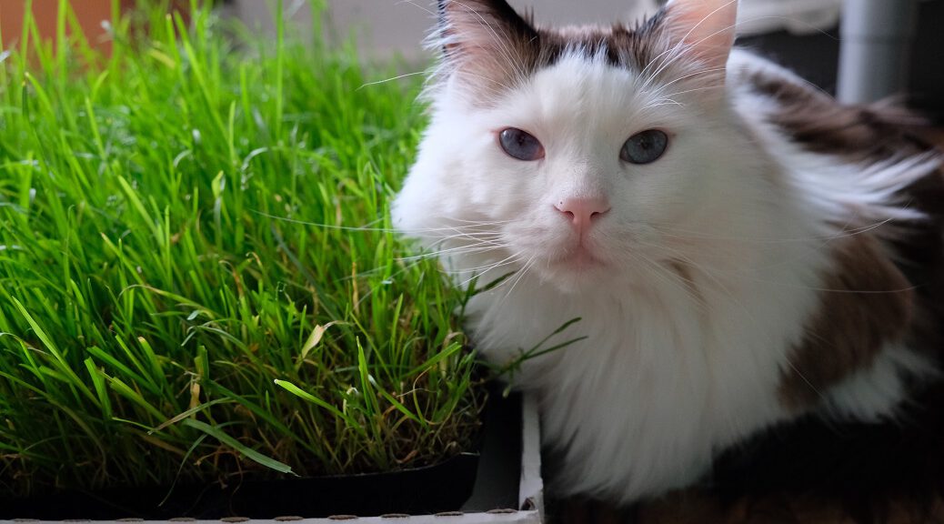 Katze sitzt neben Katzengras