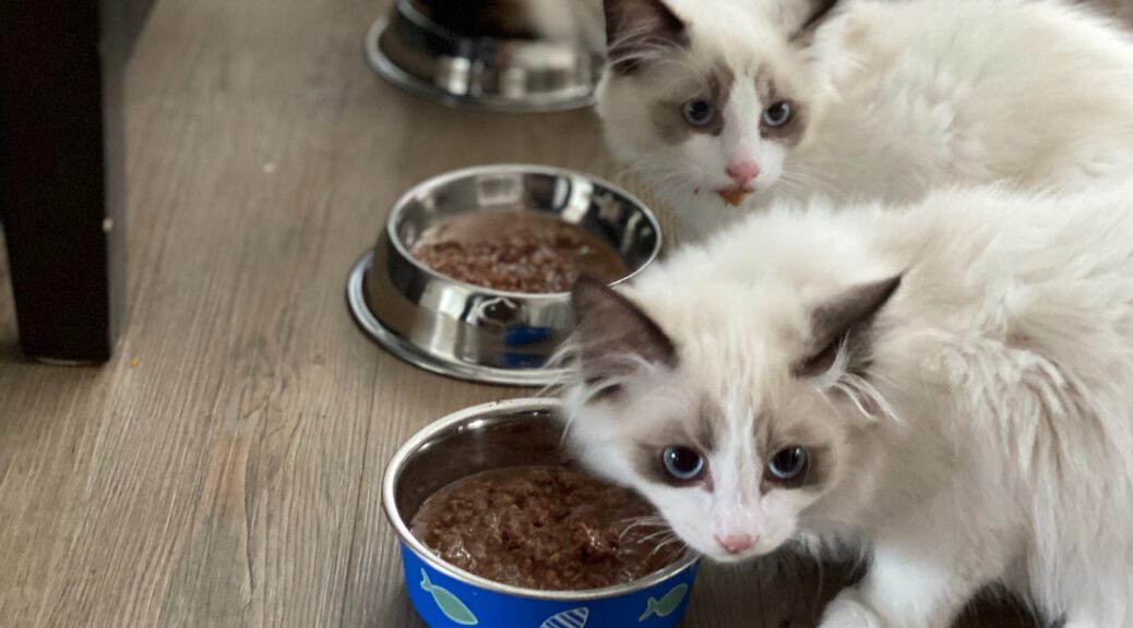 Katzen fressen aus Napf Gewicht Ragdoll Katze