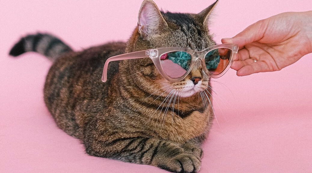 Katze mit Sonnenbrille bei Hitze