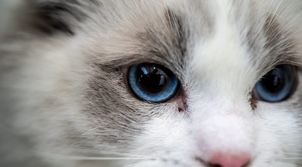 Ragdoll Katze Augen Nahaufnahme