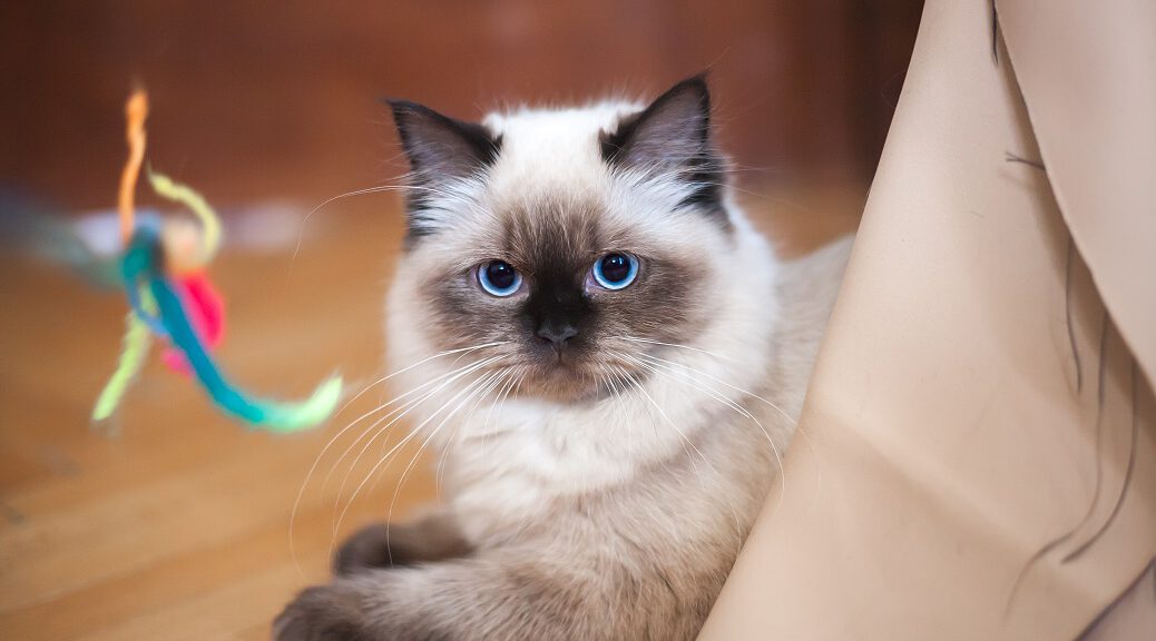 Ragdoll Katze mit Spielzeug