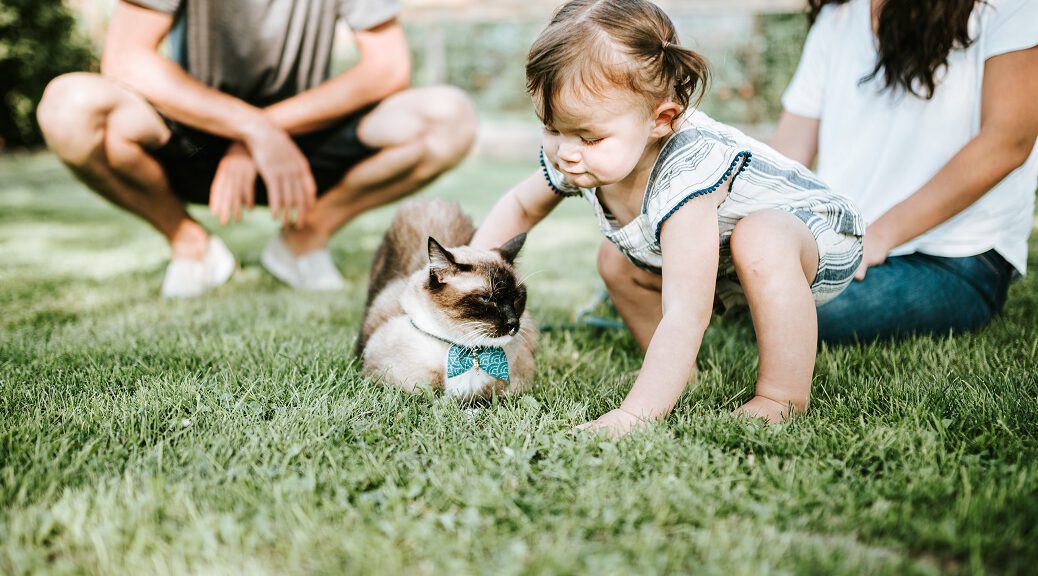 Kind streichelt eine Ragdoll Katze auf einer wiese