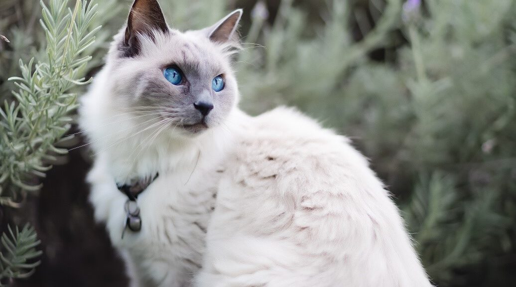 Ragdoll Katze sitzt draußen