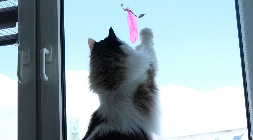 Spieletipp Ragdoll Katze spielt mit Feder am Fenster