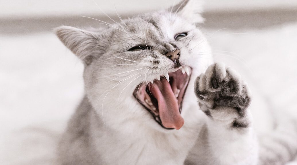 Katze zeigt ihre Zähne, Zahnpflege bei Ragdoll Katze