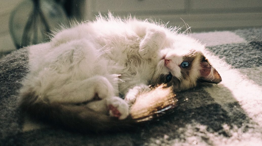 Gesundheit der Katze: Ragdoll Katze kuschelt auf dem Boden