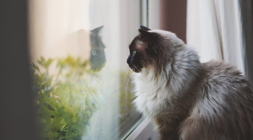 Ragdoll Katze schaut aus dem Fenster