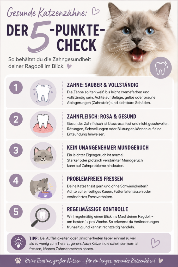 Gesunde Katzenzähne – 5-Punkte-Check zur Zahnpflege bei Ragdoll Katzen